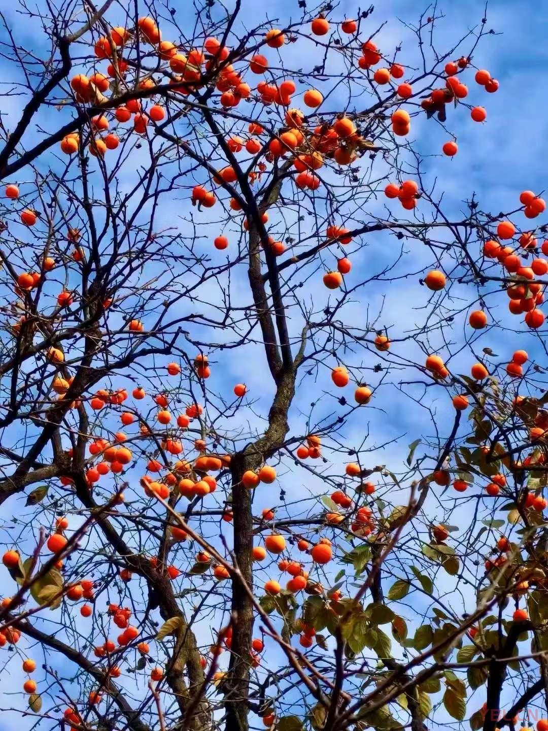 道者涵乾括坤，其本無名